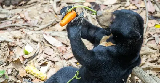 slbor_bear_conservation_800x500.jpg