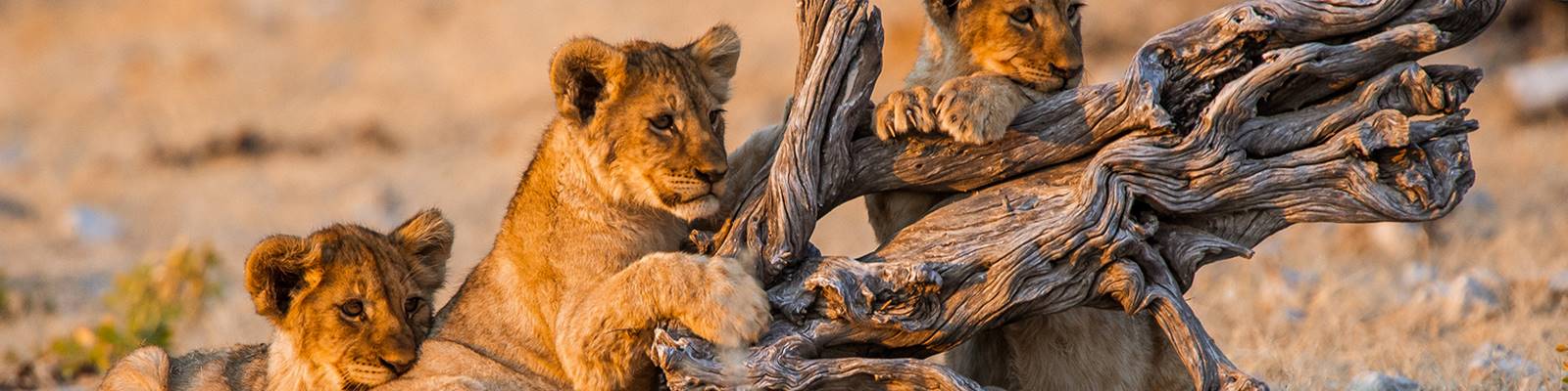 Baby lions climbing a fallen tree in Namibia