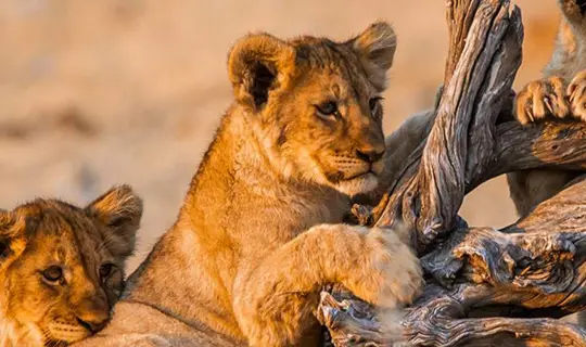 Baby lions climbing a fallen tree in Namibia