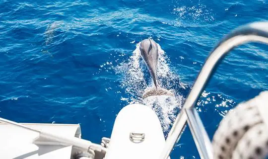 A boat following a swimming Dolphin, St Lucia