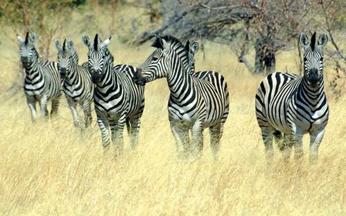 zebras in Namibia