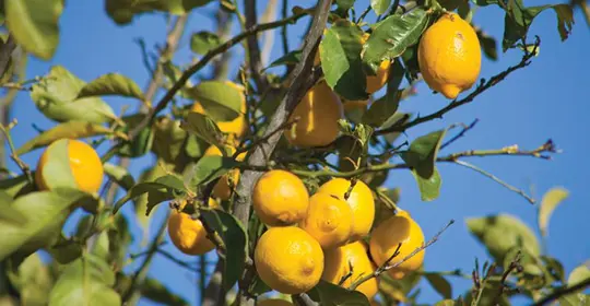 Lemon Tree, Sorrento, Italy