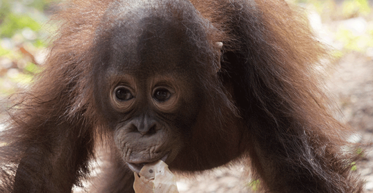 Borneo Orangutan