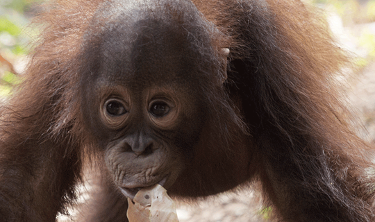 Borneo Orangutan