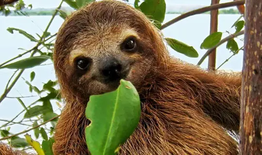 Sloth, Costa Rica