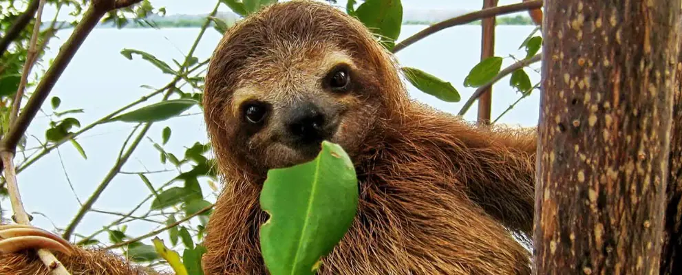 Costa Rica Sloth