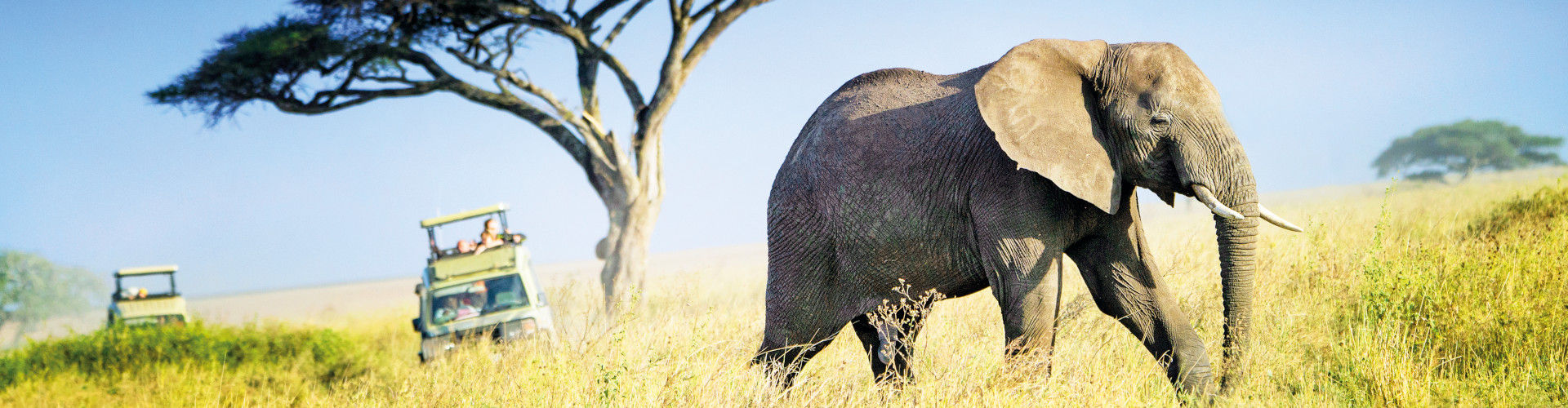 elephant in the safari