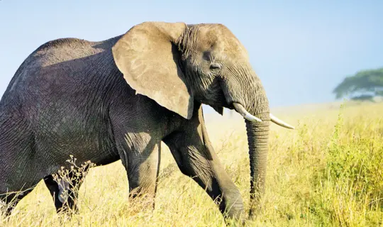elephant in the safari