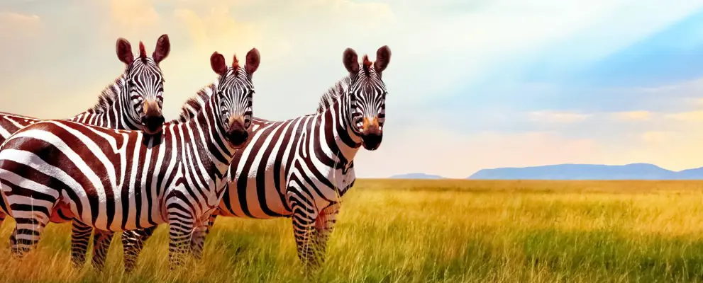 Zebra in South Africa