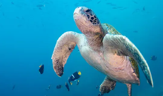 Turtle in the Ocean