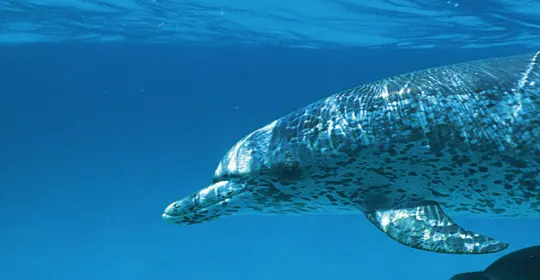 Dolphin in St lucia