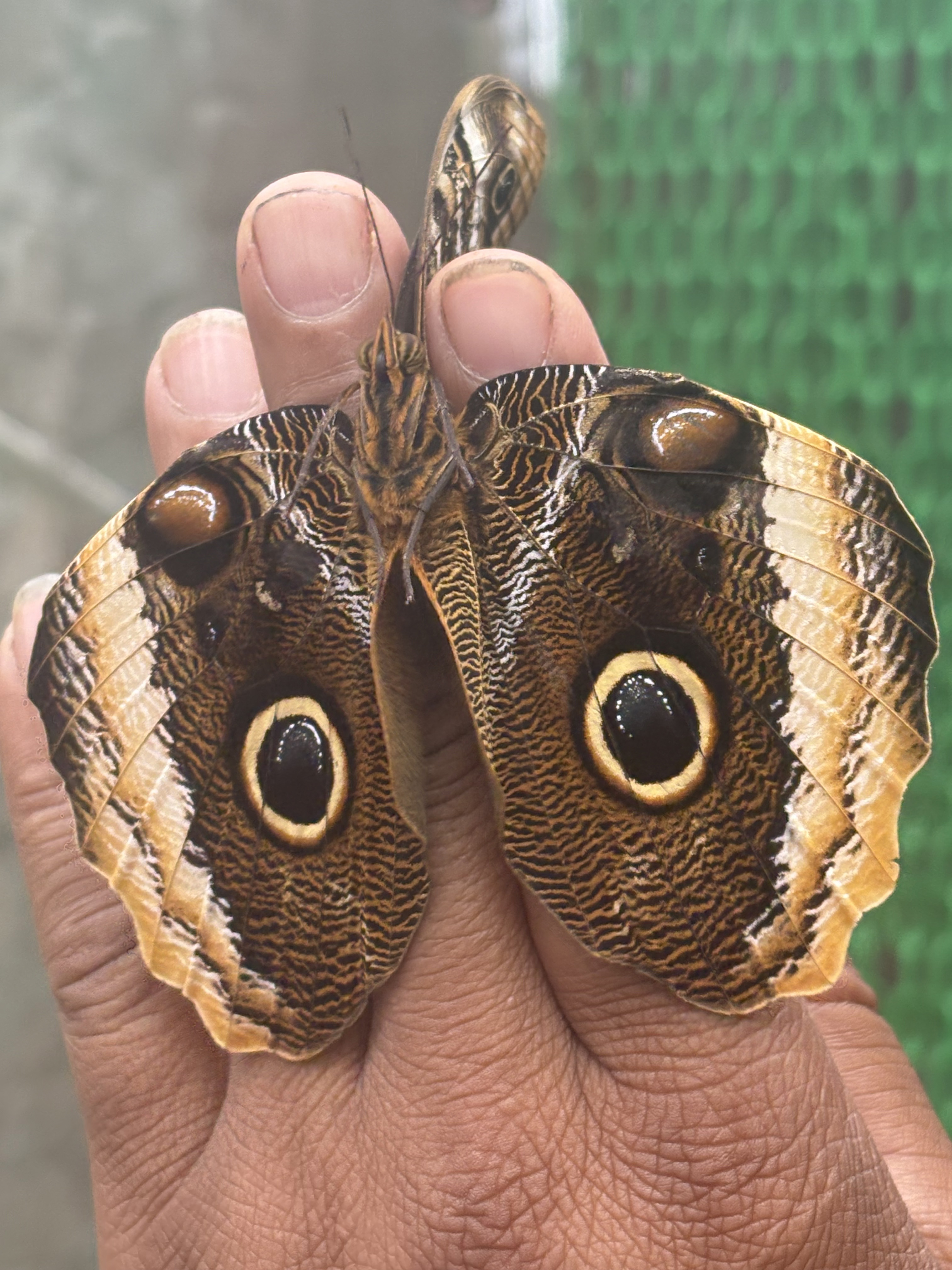 Blue Morpho underside.jpg