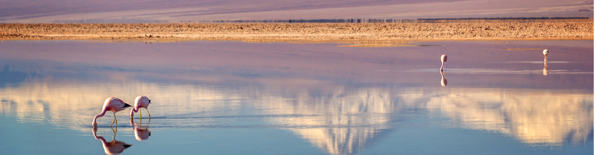 flamingos on the beach