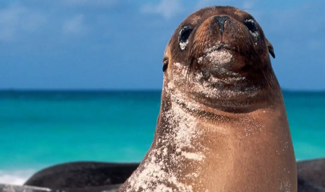 SLGAL_sealion_1920x500.jpg