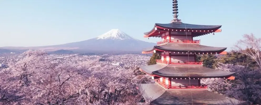 sljpn_header_cherryblossom_800x500.jpeg.jpg