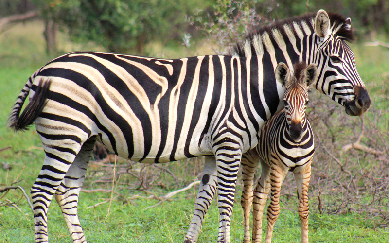 zebras (1).jpg