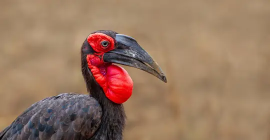 south-africa-safari-adventure-hornbill-800x500.jpg