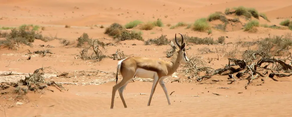 Namibia Banner 2024.jpg