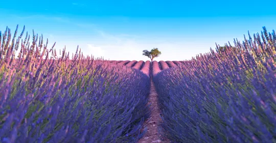 Lavender in Provence in France.jpg